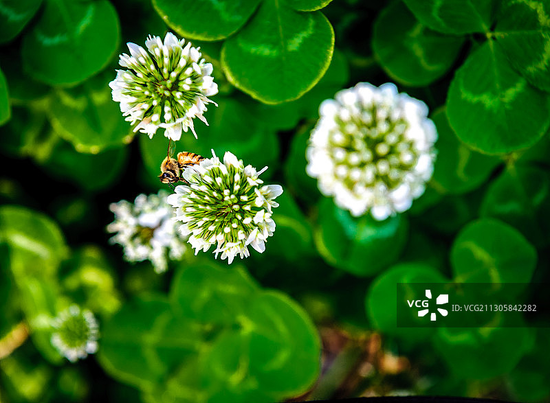 《白车轴草、瓢虫与蜜蜂》图片素材