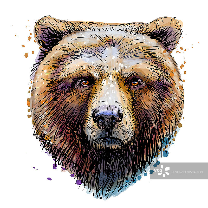 棕熊的彩色素描肖像图片素材