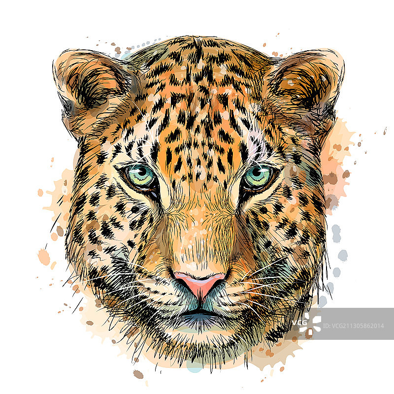 手绘彩色美洲虎肖像图片素材