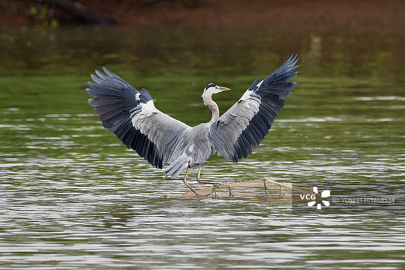 刚降落在水面浮标的苍鹭图片素材