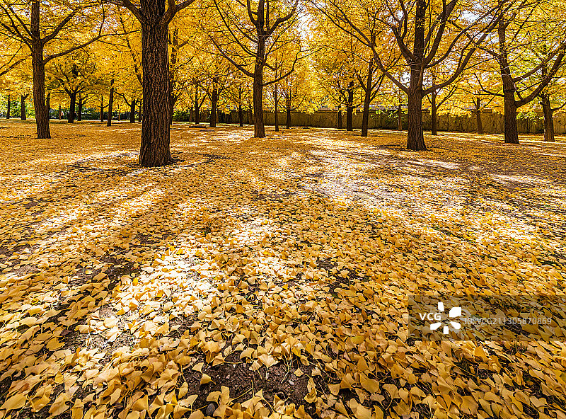 满地的银杏落叶图片素材