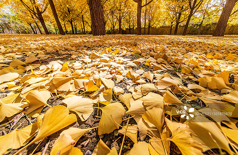 满地的银杏落叶图片素材