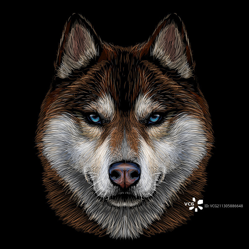 彩色西伯利亚哈士奇画像图片素材