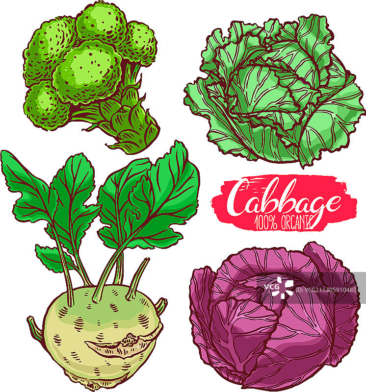 不同品种的卷心菜图片素材