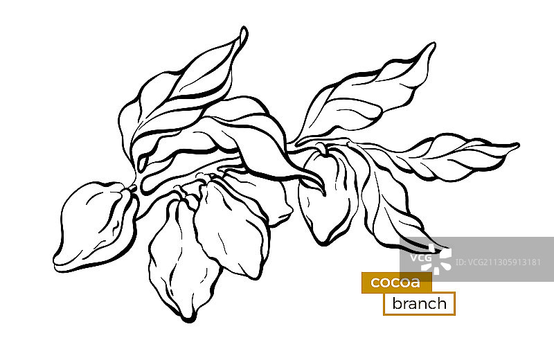 可可树枝图片素材