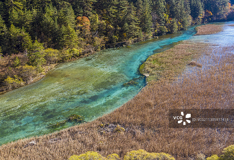 芦苇海图片素材
