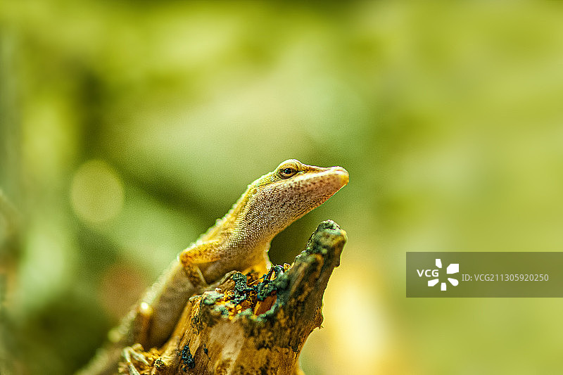 安乐蜥 Anolis carolinensis图片素材