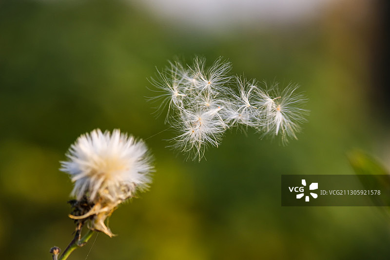 生命起航种子飘飞图片素材