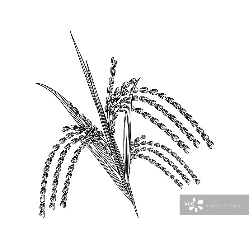 手绘大米，白色背景图片素材