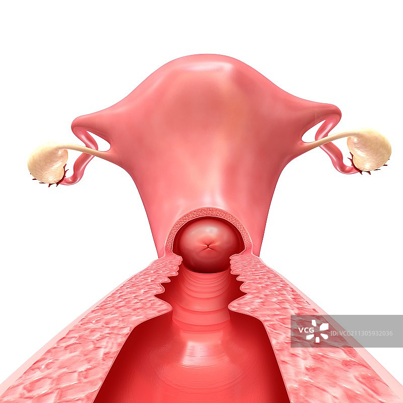 女性生殖系统插图图片素材