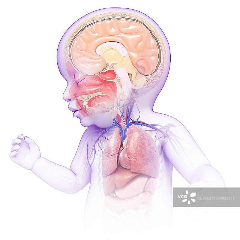 婴儿头部和胸部结构解剖图图片素材