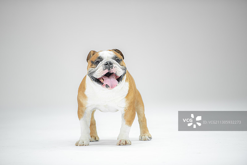 一只法国斗牛犬图片素材