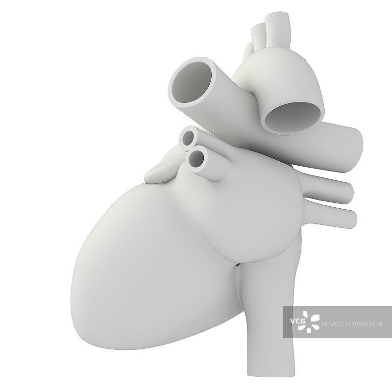 人类心脏解剖结构插图图片素材