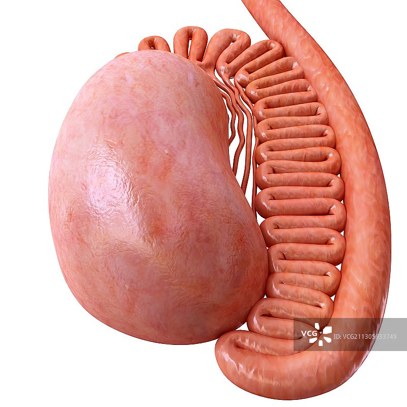 男性睾丸解剖结构图图片素材
