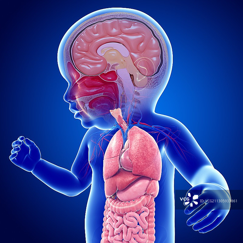 婴儿的大脑和身体器官，插图图片素材