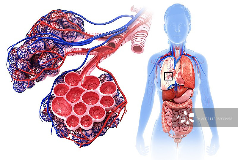 女性肺泡和毛细血管，图示图片素材