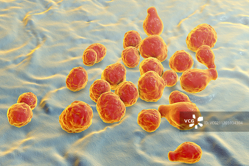新型隐球菌插图图片素材
