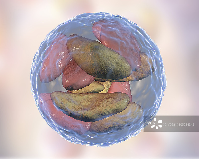 弓形虫囊肿内寄生虫，图示图片素材