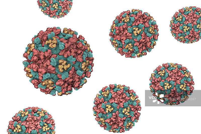 东部马脑炎病毒，说明图片素材