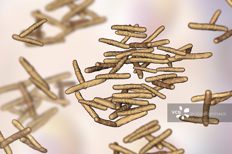 鸟分枝杆菌细菌插图图片素材