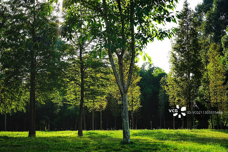 初冬明媚的阳光。拍摄地眉山湿地公园树梢树叶被阳光打透。图片素材