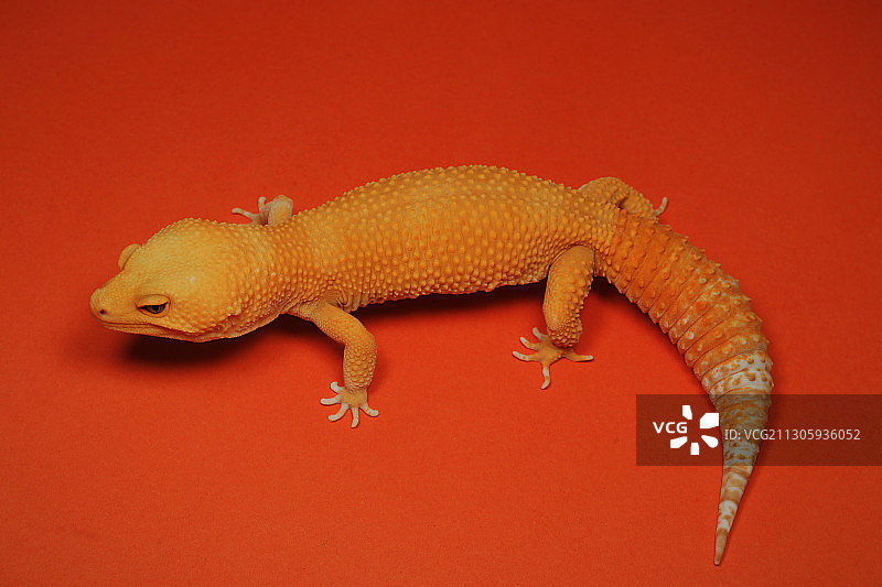 豹纹守宫图片素材