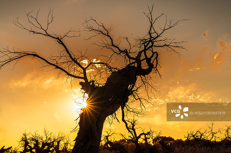 夕阳下的怪树林图片素材