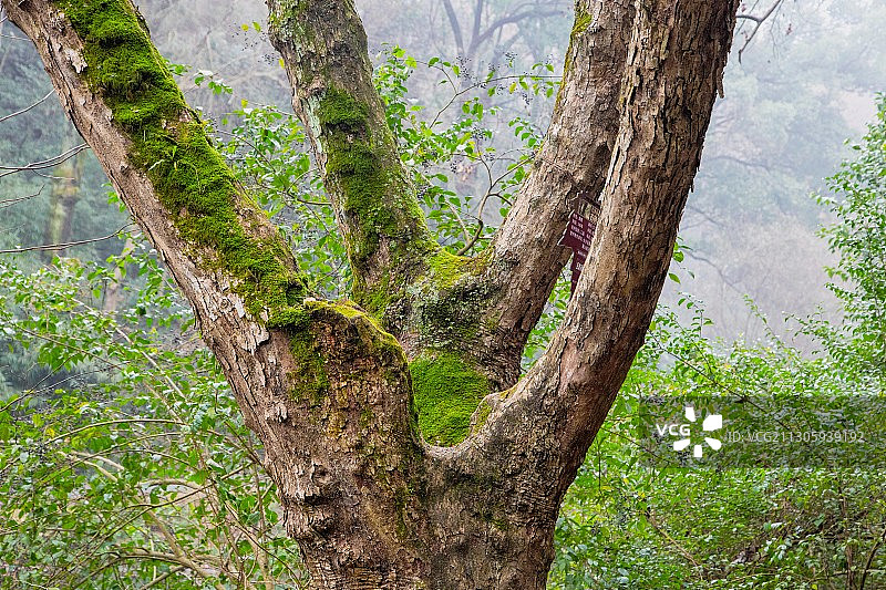 顺理成章图片素材