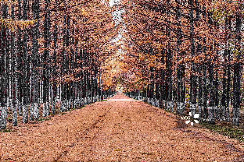 黄金大道-秋天的中国长春百木园景观图片素材