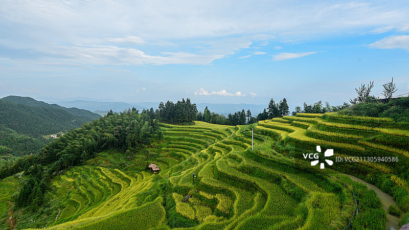 紫鹊梯田图片素材