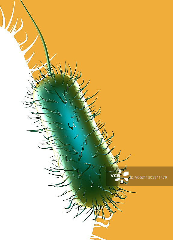 大肠杆菌示意图图片素材