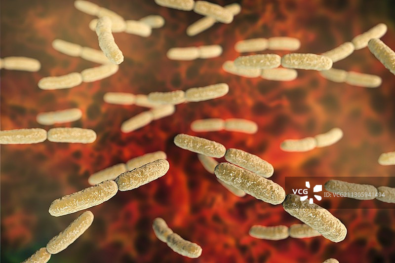 卷曲乳杆菌细菌，图示图片素材