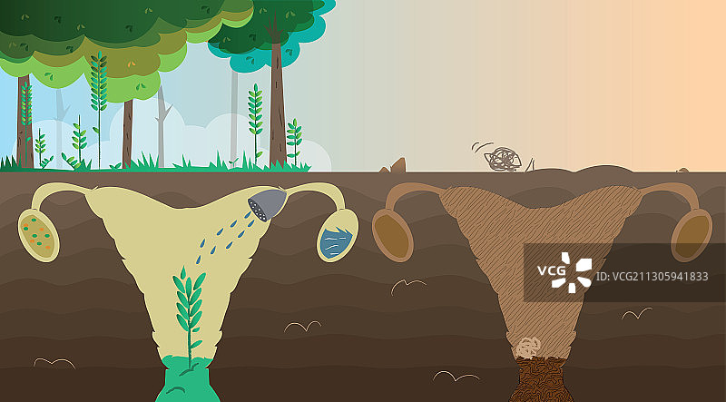 女性生殖系统插图图片素材