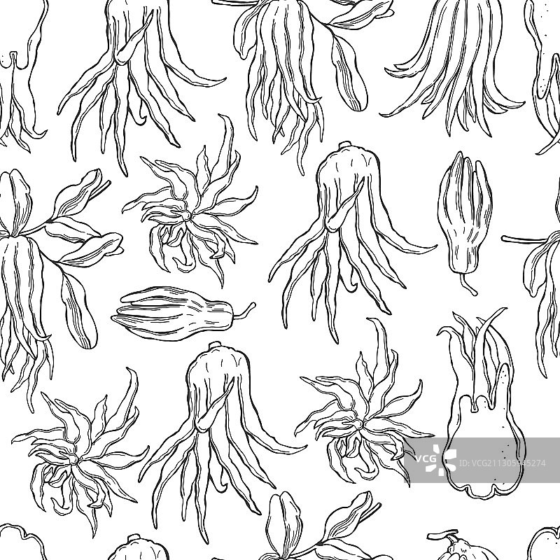 手绘香橼佛手果图片素材