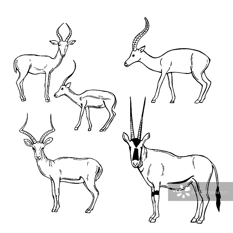 手绘非洲羚羊速写图片素材