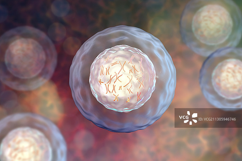 带染色体的人体细胞插图图片素材