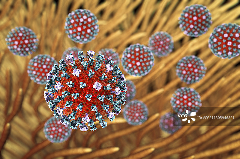 感染呼吸道的流感病毒，图示图片素材