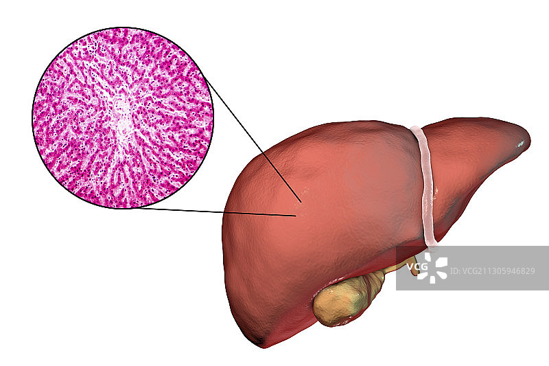 健康的肝脏：图示和显微照片图片素材