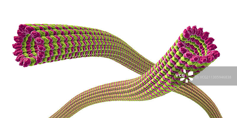 微管图示图片素材