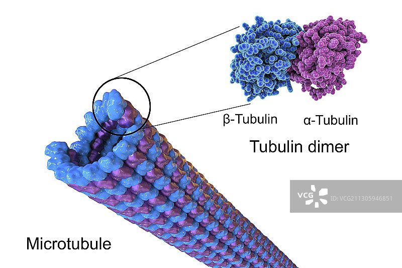 微管结构图图片素材