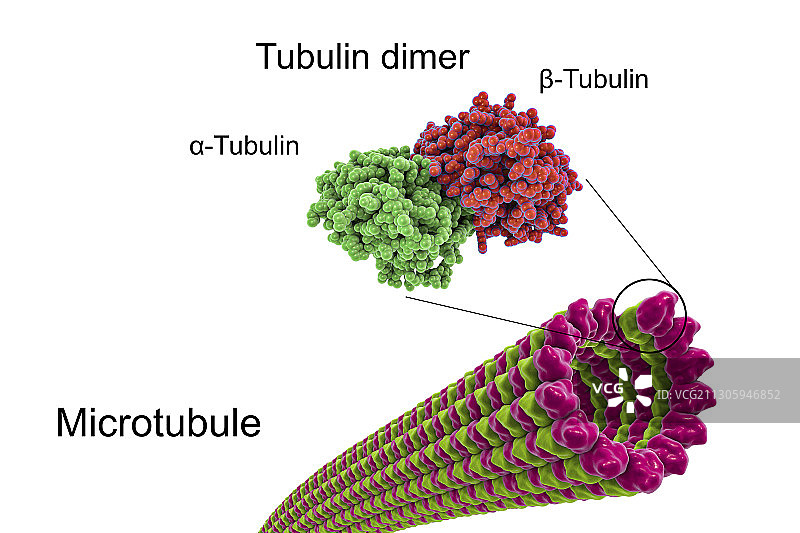 微管结构图图片素材