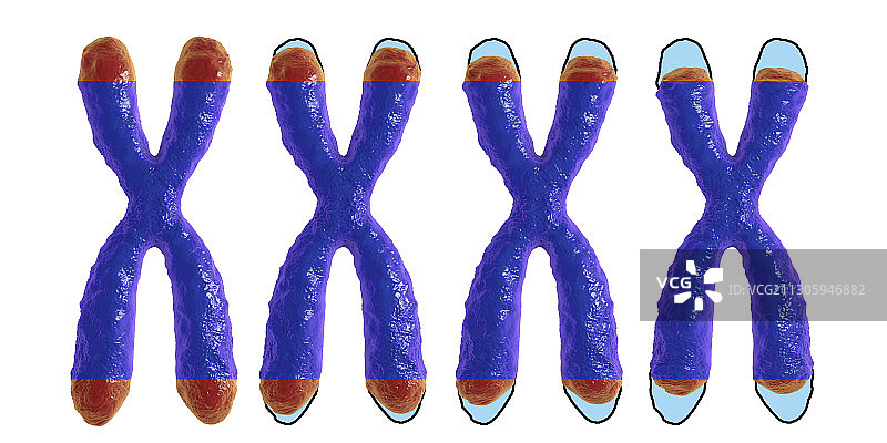 端粒缩短概念图图片素材