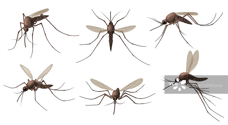 写实吸血蚊子图片素材