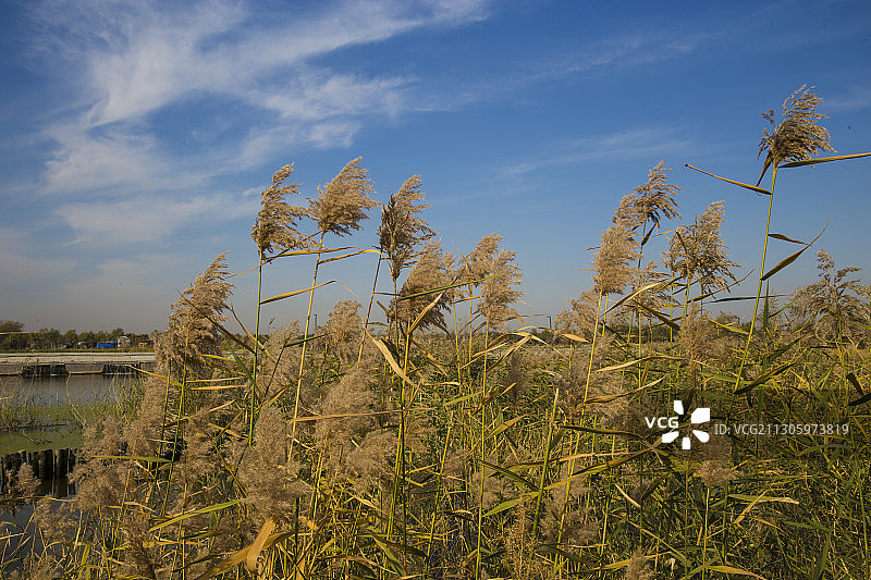 山东省平阴县玫城湿地公园初冬时节的芦苇。图片素材