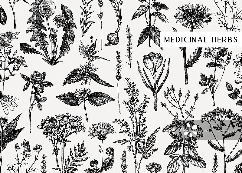 药草花卉横幅手绘设计图片素材