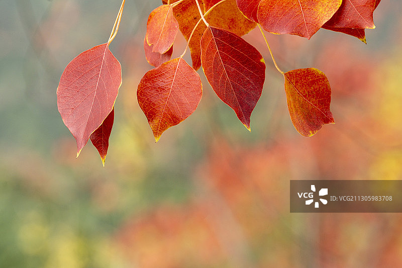深秋乌桕树红叶，浓浓的秋意。图片素材