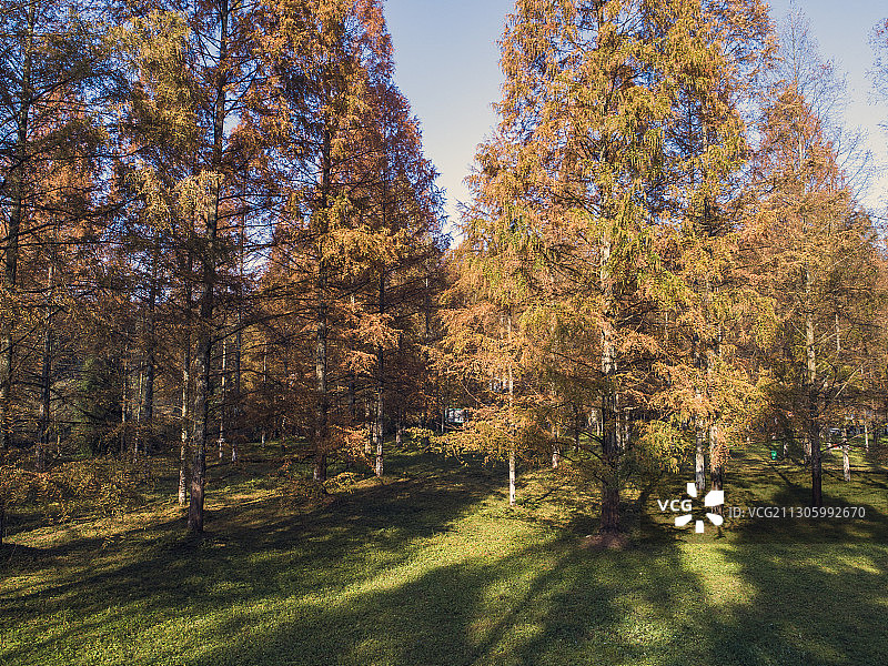 湖北利川：植物“活化石”水杉秋色迷人图片素材