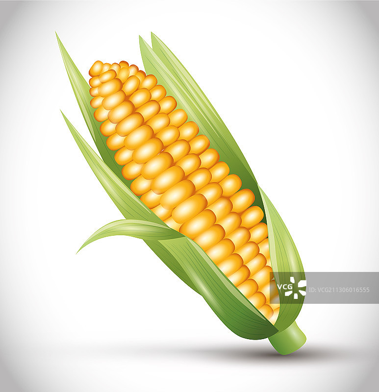 带叶成熟玉米棒蔬菜图片素材