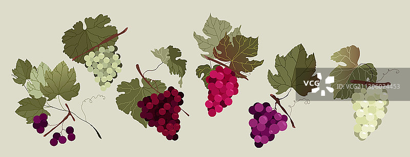 葡萄枝套装合集，含白色和红色手绘元素图片素材
