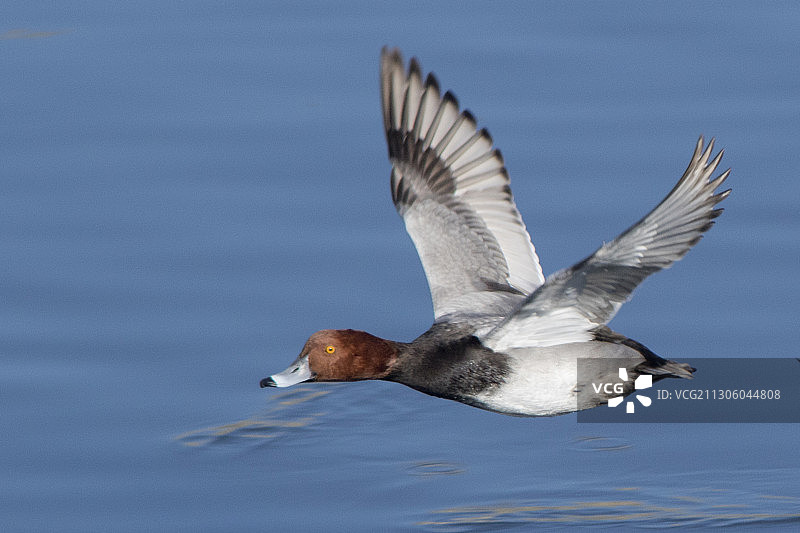 飞翔的红头潜鸭雄鸟图片素材